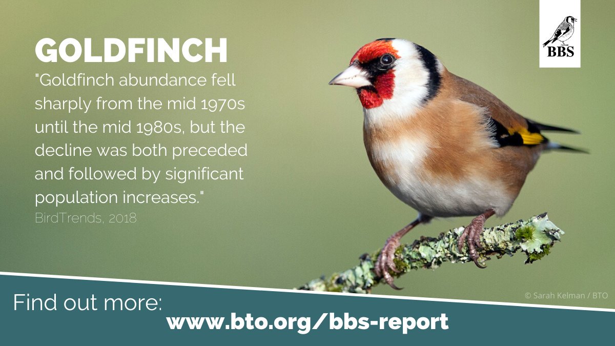 The Breeding Bird Survey tells us Goldfinch populations have increased by 146% across the UK since the survey began in 1994. Find out more about this colourful, chatty bird at #BirdTrends: bit.ly/GO_BBS

#CitizenScience #Monitoring #Birds
<a href="/_BTO/">BTO</a>, <a href="/JNCC_UK/">JNCC</a>, <a href="/RSPBScience/">RSPB Science</a>