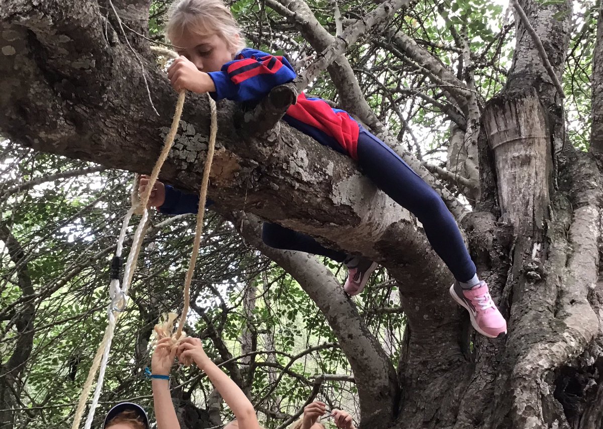 BsbsForest's tweet photo. Some trees just seem to have been specifically designed for adventure. Confidence and experience with tree climbing means Y4 can now have fun playing together using ropes to make swings and sliders. Outstanding teamwork and super creative engineering! #forestschool #CognitaWay https://t.co/ItvPaZBl6S