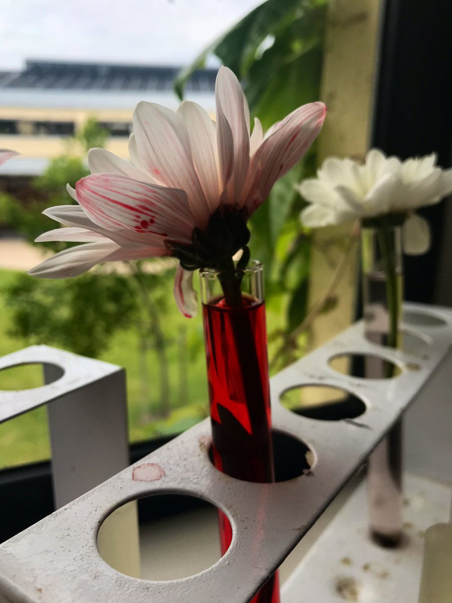 Ss observe and interpret an experiment focused on the absorption of toxins in polluted water. Paired with a case study on tailings dams this sections of our #pbl unit focuses on the environmental impact of mining <a href="/ParklandsTweet/">Parklands College #ParklandsCollege</a> #EnvironmentalJustice #ActiveCitizenship