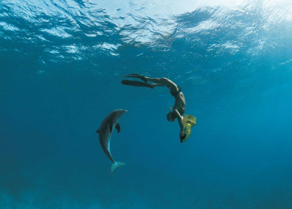 fleetscience's tweet image. Our next #SeniorMonday is on November 4! Explore how scientists and researchers are studying #deepseacreatures and catch a special screening of #Dolphins. bit.ly/2MAQT8p