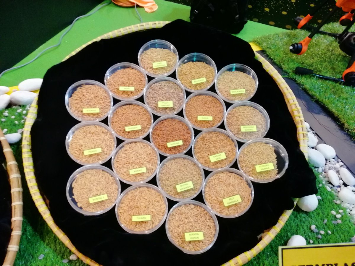 sewyshin's tweet photo. Rice germplasm of Malaysia...Amazed with the varying colours of this huge rice collection displayed at the exhibition celebrating MARDI 50 years (31Oct-2 Nov) https://t.co/sdx3PshATM