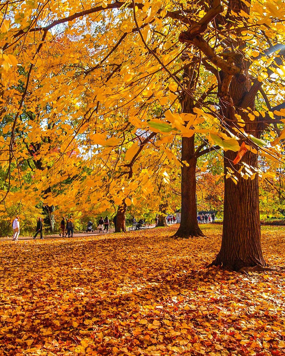 RachelChoFloral's tweet photo. Autumn leaves and pumpkins please. 🍂🧡 #Novembers in New York are truly quite memorable if you ask us! #FallInTheCity #NYC #Autumn https://t.co/CtRPM4WL3r