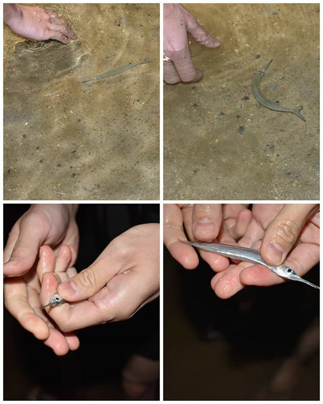 藤波瞬平 夜は宿の前の海で小魚探し 干潮時がオススメ 素早く飛び跳ねる小さなサヨリをゲット 水中の魚を上から捕るときは 魚の進行方向の少し前に手を入れると捕れやすいです 石垣島 夜の海 サヨリ 手づかみ 干潮 足元注意 前から攻めて後ろ 藤波瞬平 夜は宿の前の海で小魚探し 干潮時がオススメ 素早く飛び跳ねる小さなサヨリをゲット 水中の魚を上から捕るときは 魚の進行方向の少し前に手を入れると捕れやすいです 石垣島 夜の海 サヨリ 手づかみ 干潮 足元注意 前から攻めて後ろ