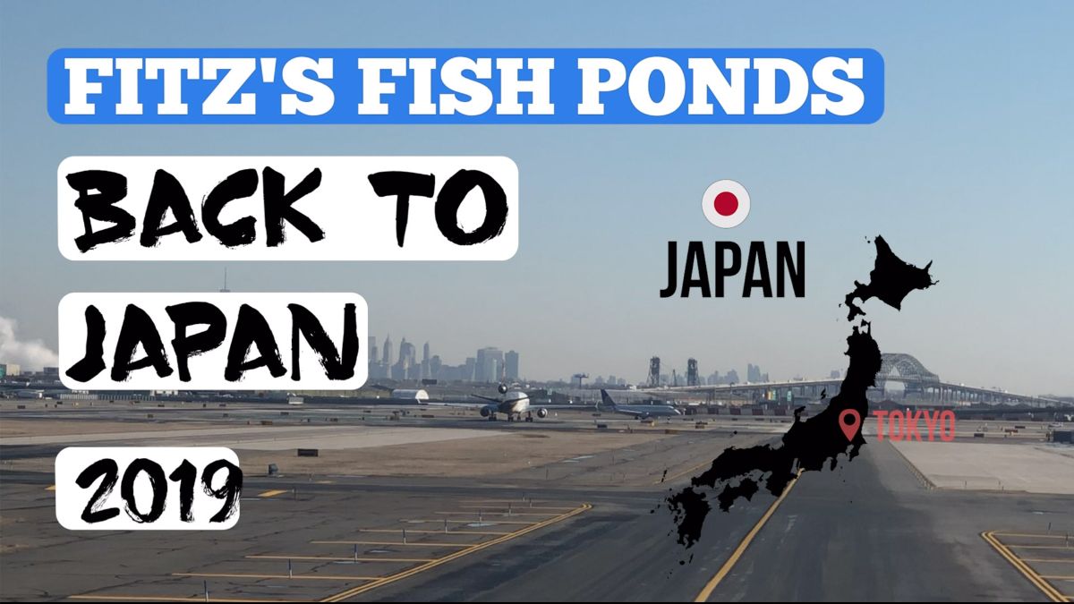 FitzsFishPonds's tweet image. Koi Harvest in Japan Video! - mailchi.mp/fitzfishponds/…
