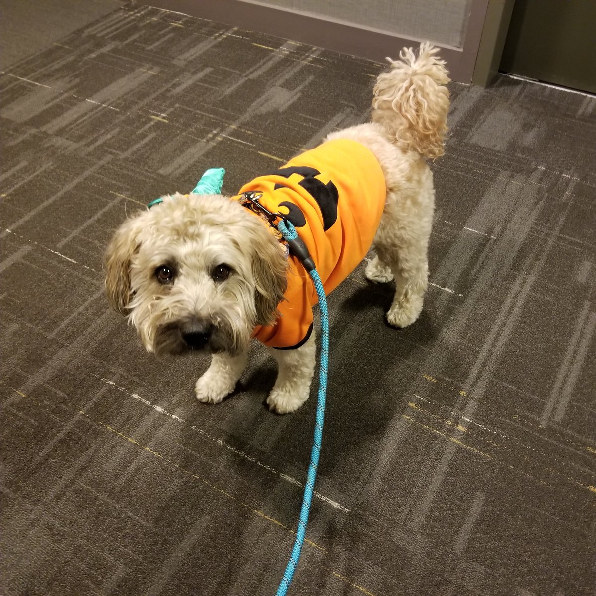 SkylineTails's tweet photo. Paddington found the Great Pumpkin! https://t.co/K7DhVyvP0r