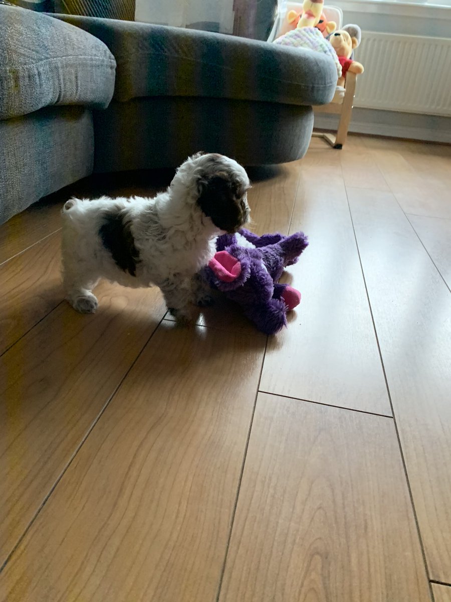 nic_ggg's tweet photo. I cannot and will not ever get over the fact I’ve finally got myself a wee dog and he’s the most precious thing I’ve ever seen ❤️❤️ little Elvis ❤️ https://t.co/9l5KtNLWFY