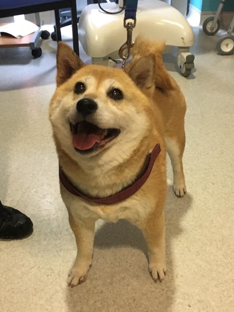 Bec_Claridge's tweet photo. It’s Diva’s turn to visit everyone @MFTnhs today 🐕❤️ @MFT_PatientExp @Almolka @MFT_MRI @Ward31MRI @MRI_ElderlyCare @MFT_Surgery @DemeChampionMri https://t.co/rd9OuwaNaY