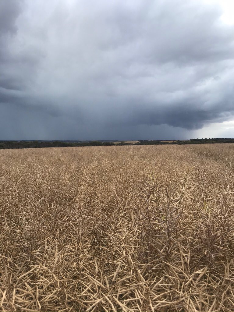KendallFarming's tweet photo. About to put the InVigor R 5520 Podguard trait to the test #storms #wind @BASF_Agro_Au https://t.co/UEgTGVQHkS