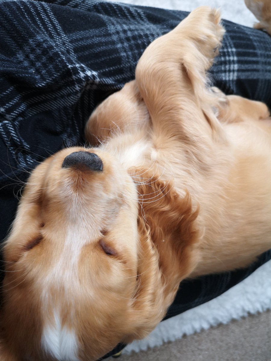 HearingDogs's tweet photo. 🐾 Dog lovers wanted! 🐾

We are looking for volunteers to help us care for and train gorgeous pups like cocker spaniel Milo from their own home ❤️

You can find out more information here >> https://t.co/x2GJuIJLuu https://t.co/D0HVGAvdHf