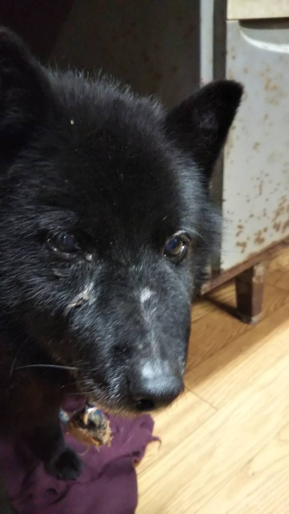 Twitter पर Ysdai伴都美子 Infinity 今日は犬の日 実家の愛犬12歳のスキッパーキのおじいちゃんワンコです 犬の日 いぬの日 スキッパーキ シッパーキー 実家 愛犬 愛犬にありがとう Twitter पर Ysdai伴都美子 Infinity 今日は犬の日 実家の愛犬12歳のスキッパーキのおじいちゃんワンコです 犬の日 いぬの日 スキッパーキ シッパーキー 実家 愛犬 愛犬にありがとう