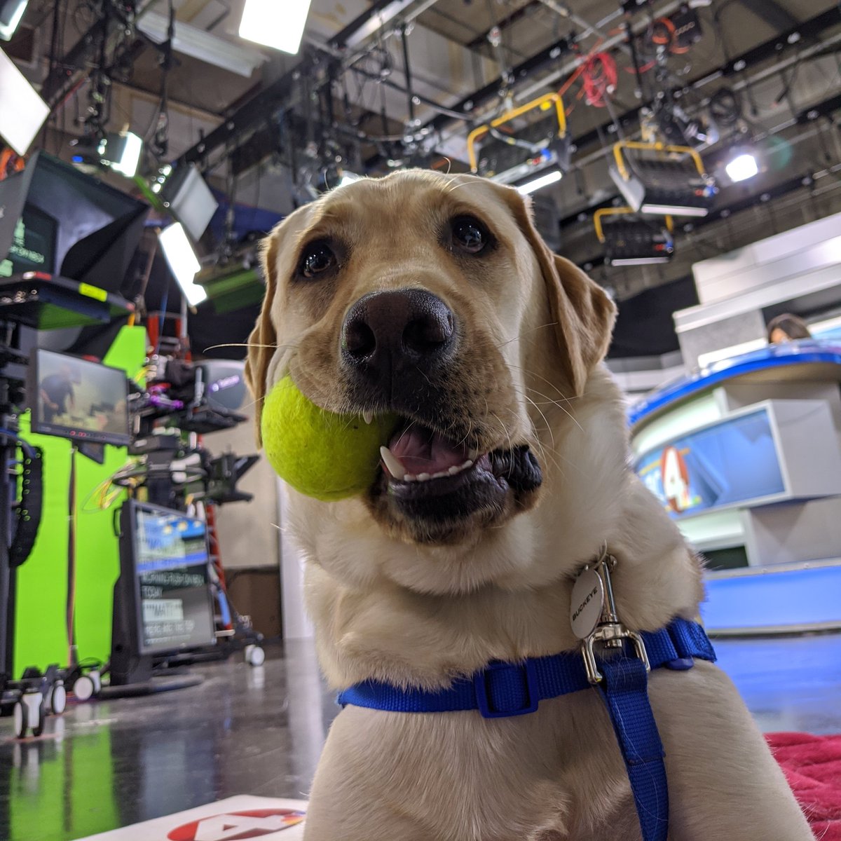 BuckeyeNbc4's tweet photo. My favorite tennis ball from one of my favorite people, @Matt_NBC4!! #buckeyefriday #puppywithapurpose #buckeye #local4you #bestbuds @nbc4i @ccicanine https://t.co/JlcblaG7Wd
