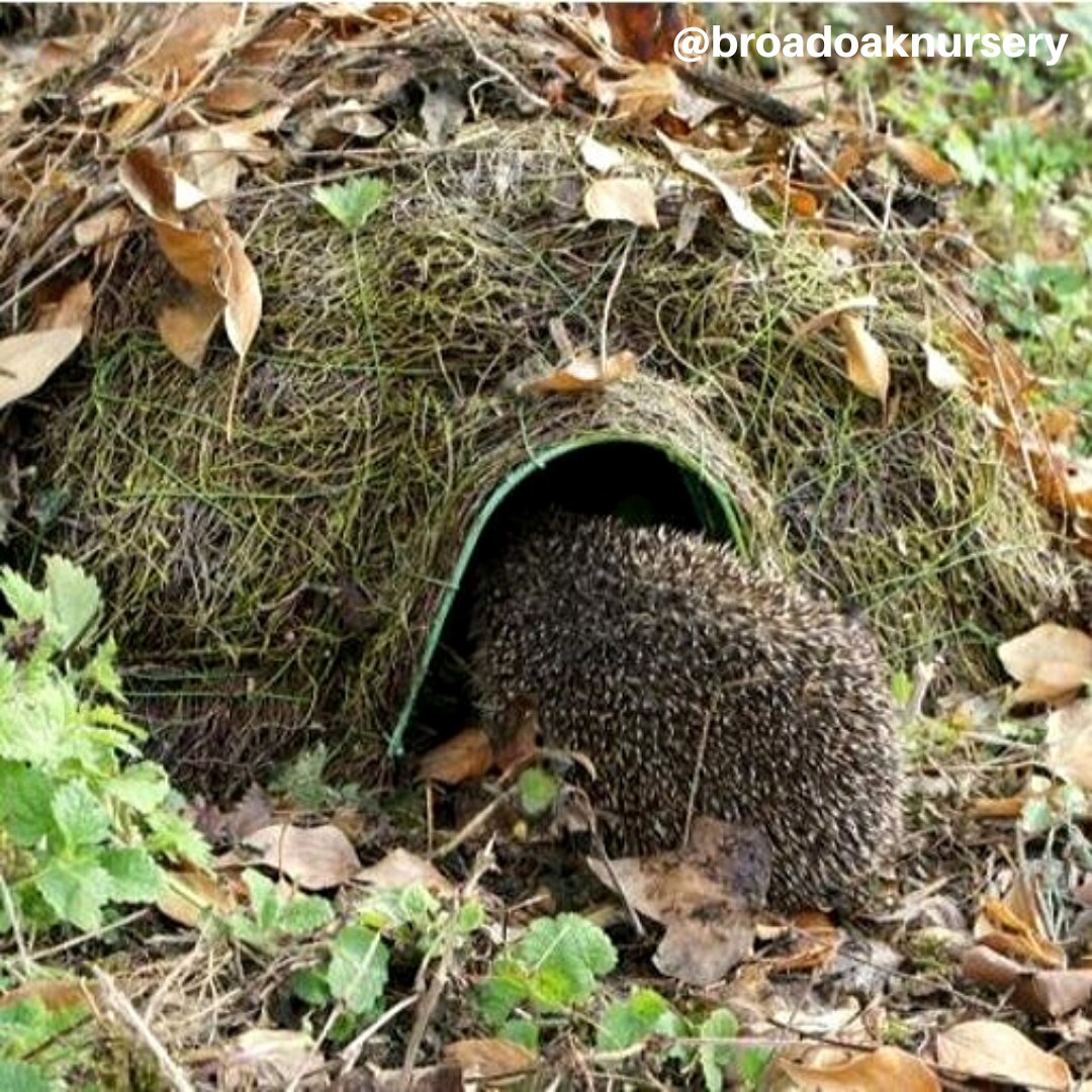 Нора ежа зимой