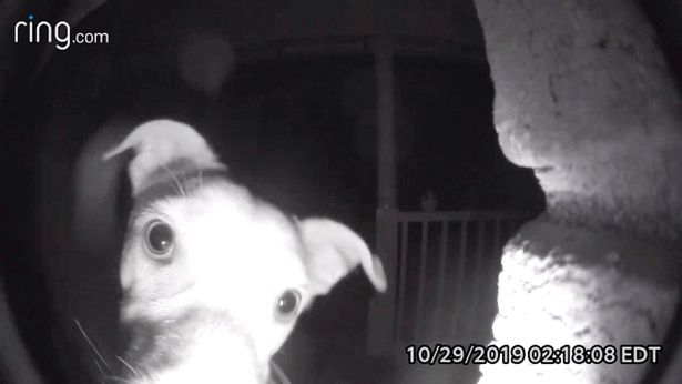DailyMirror's tweet photo. Clever dog rings doorbell at 2am to wake owners after getting locked out of house https://t.co/XjHWhOP5Gy https://t.co/dBBROzgjob