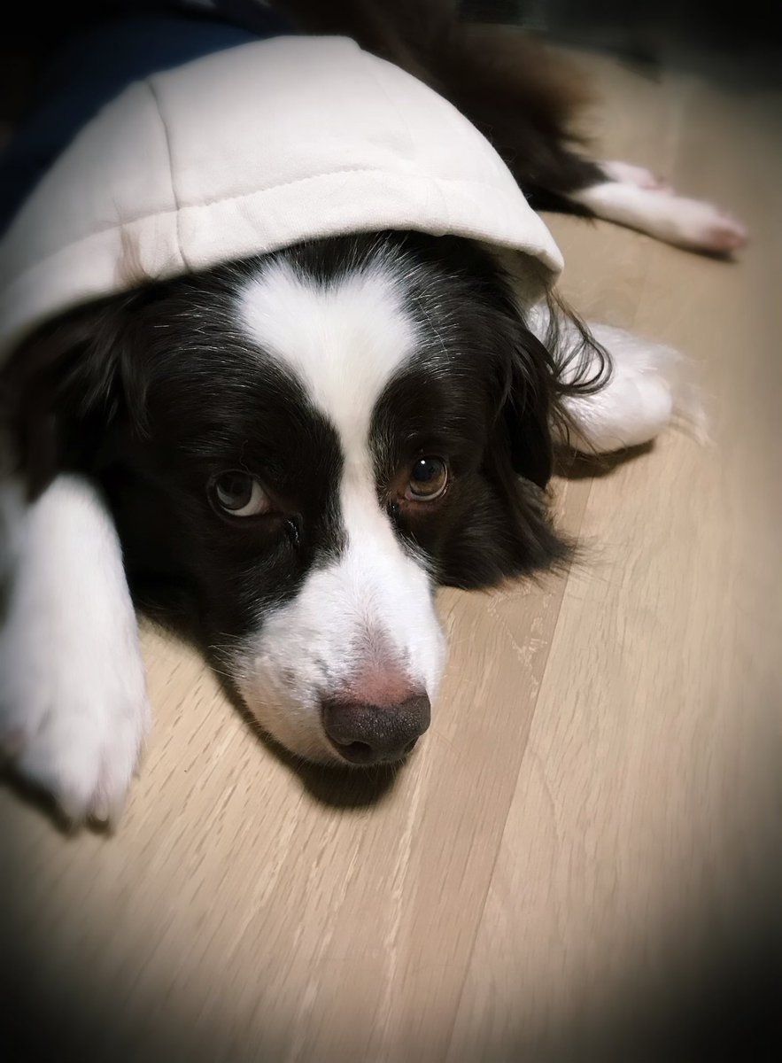 番茶丸 En Twitter 諸説では 犬の白目は人間をかどわかすために進化の途中で見えやすいように眼輪筋が変化したらしいですw だから狼は白目見えないんですって しっかりかどわかされてます