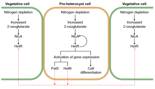 Chivasa & Goodman, Fig. 1, Schematic representation of heterocyst differentiation in filamentous cyanobacteria.