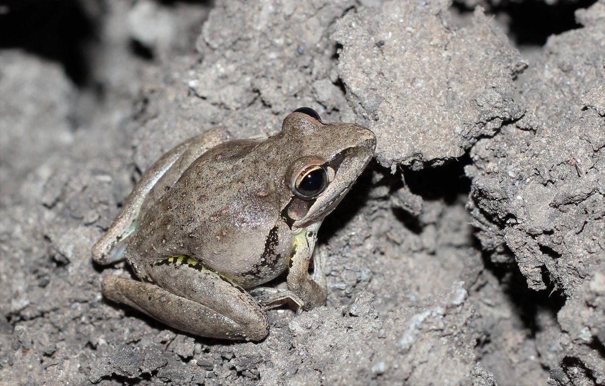 Trying to getting introduced with Australian Frogs. Happy frogging
#Wetlands #Gwydir #NSW #longtermmonitoring