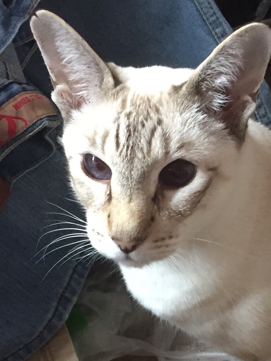 SiameseRescueUK's tweet photo. Happy birthday to me. Happy birthday to me. Happy birthday dear Coco Princess!!!!! Happy birthday to me 😻 @SinbadTattCat @SiameseAddy @mrmokeycat @TheSilkies11 @yvonnemurphy53 #DontAskMyAge #AllAboutMe #CodCodCod #CatsOfTwitter #Meezer #Cats #AdoptDontShop https://t.co/SRAGKYhElk