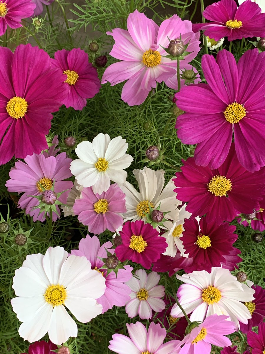 十条沙良 Twitterren コスモスが綺麗です コスモス ガーデニング 庭の秋 庭先ふぉとぐらふ 庭の花 花 花の写真 エブリスタ