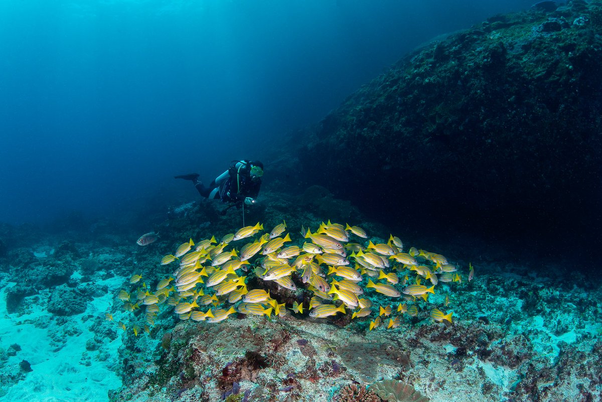 School of Bengal Snapper at Manta Bay

📷 By Rene Zuch - Liquid Art

#SchoolingFish #UnderwaterPhotography #Underwaterphoto #ScubaDiving #Scuba #Diving #MantaBay #MantaPoint #Snapper #BlueWater #BlueLagoon #NusaPenida #NusaLembongan #TwinIsland #TwinIslandDive #LiquidArt