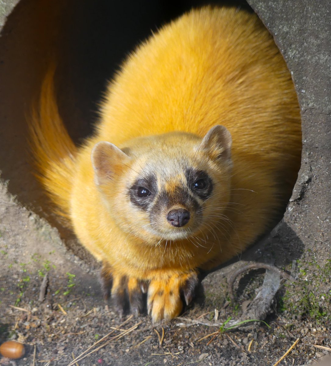 妖怪栗三昧 בטוויטר 冬毛に向けて なメスちゃん つイタチだしイタチの画像上げていこうぜ 盛岡市動物公園 ホンドテン 19 11 01