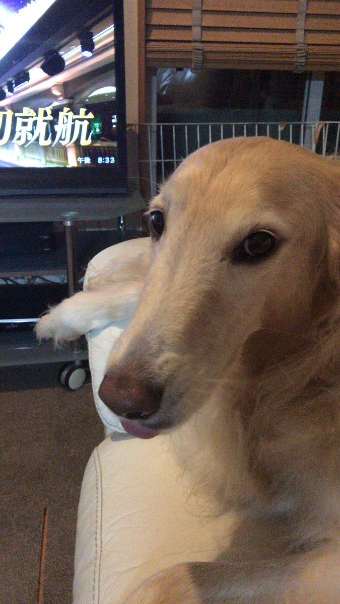 ぼるぞいになります。 ボルゾイ」のYahoo!リアルタイム検索 - X（旧Twitter）をリアルタイム検索