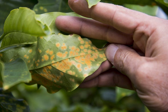 ProntoGourmetCoffee (@prontocoffee) on Twitter photo How to Save Coffee from Climate Change (via <a href="/sciam/">Scientific American</a>), because change absolutely will be needed – zcu.io/f0ii How to Save Coffee from Climate Change (via <a href="/sciam/">Scientific American</a>), because change absolutely will be needed – zcu.io/f0ii