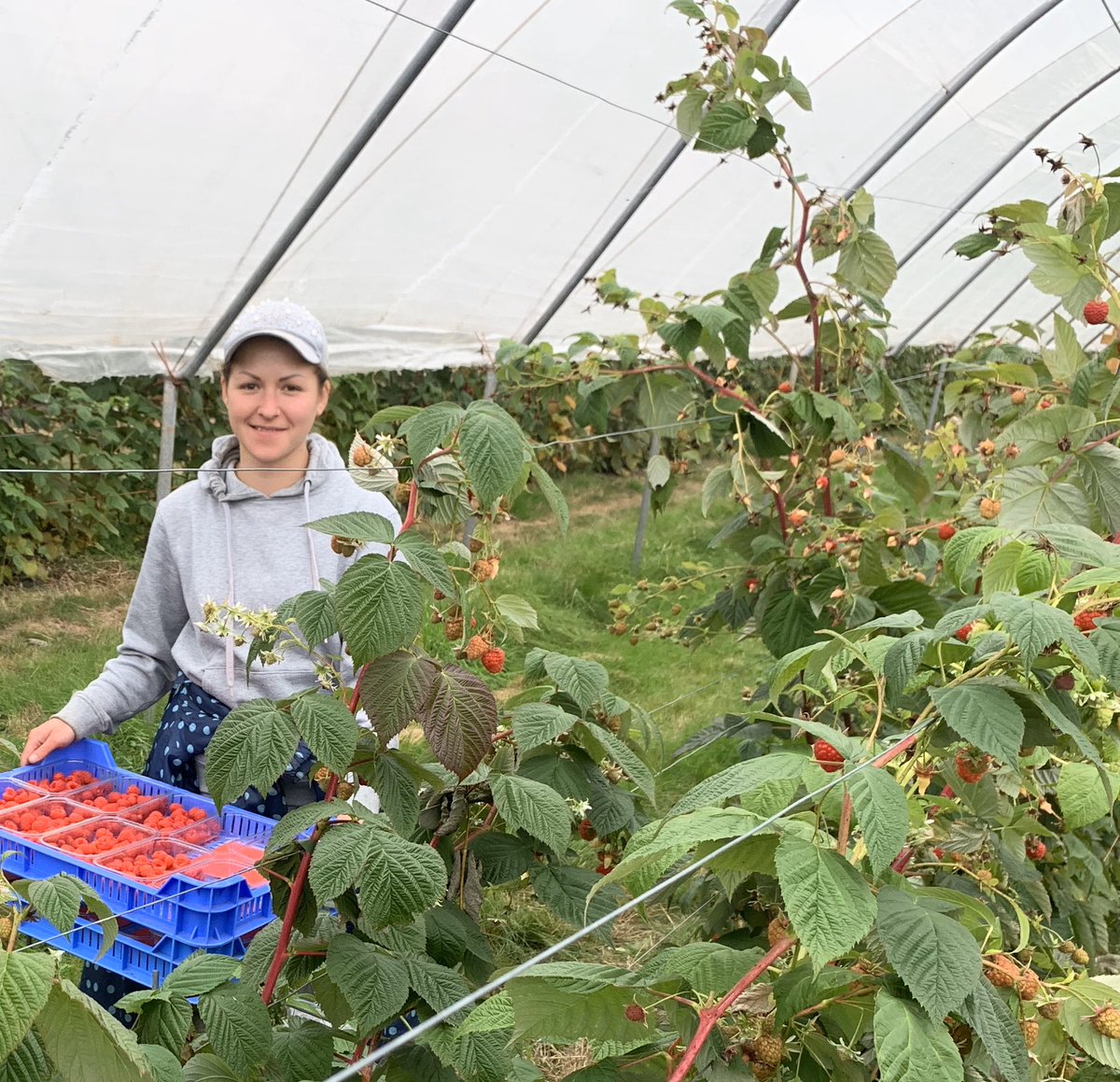 It’s November! Still picking our #British #Raspberries with our wonderful team of #Seasonalworkers  
who work hard and earn plenty! We’d have no business without their help !#Polititions @Jesse_Norman @NFUHortPots @NFUtweets .