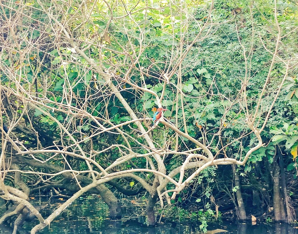 muralithiya's tweet image. My #clicke kingfisher bird.....