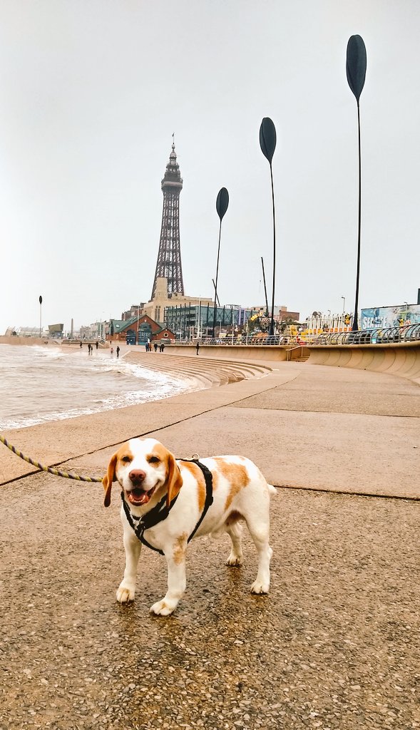 Diss is livin' #Beagle #Blackpool