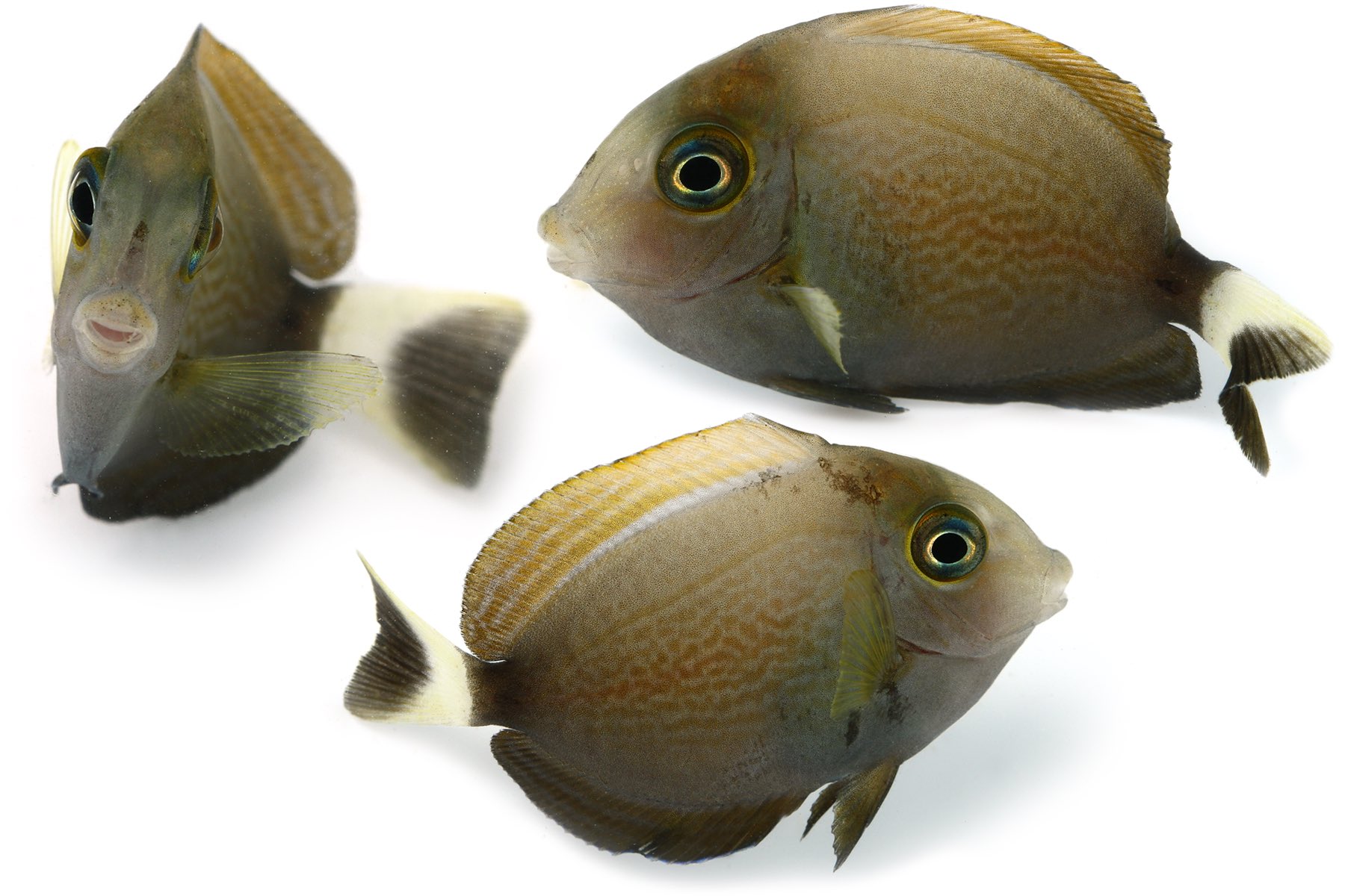 ゆうじ No Twitter 今日も疲れた ﾟ ﾟ ﾉ 西表島で見つけたお魚シリーズ クロハギの幼魚 おちょぼ口が腹立つけど可愛い また西表島行きたいなあ T Co Pozj2107dr Twitter
