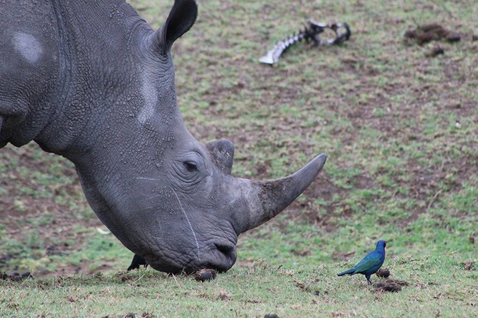 Giltedgetravel's tweet photo. Our Africa Travel Expert's Stephanie and Robyn are currently on an educational in the Eastern Cape and shared some photos of their incredible wildlife sightings during their game drive.😍

#Travel #SouthAfrica #wildlife #gardenroute #gamedrive https://t.co/TaJbaCogpA