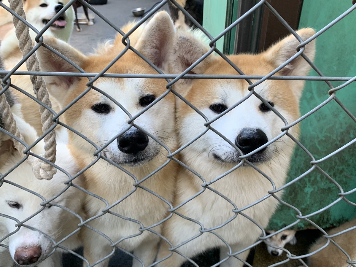 ট ইট র ひーちゃん 今日もみんなで覗いてましたu X U 秋田犬 秋田犬ブリーダー 豆柴 豆柴ブリーダー 仔犬販売 秋田犬仔犬 豆柴仔犬 九州 鹿児島 薩摩日登美犬舎 ট ইট র ひーちゃん 今日もみんなで覗いてましたu X U 秋田犬 秋田犬ブリーダー 豆柴 豆柴ブリーダー 仔犬販売 秋田犬仔犬 豆柴仔犬 九州 鹿児島 薩摩日登美犬舎