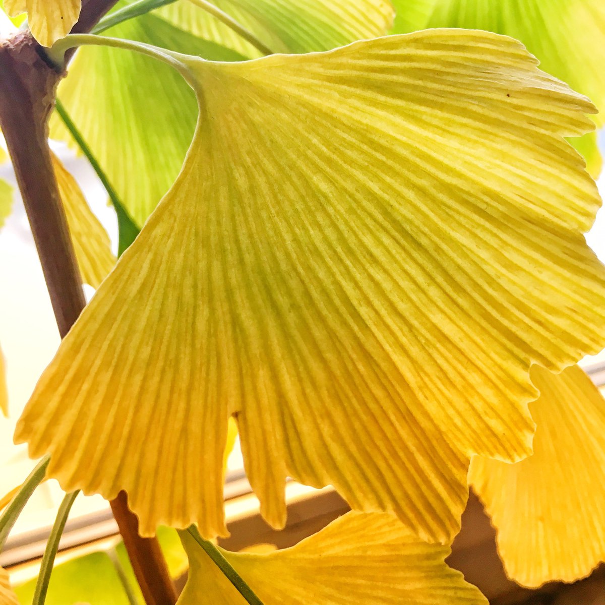 nathdebesac's tweet photo. Bébé #Ginkgo de #Micaud #Besancon https://t.co/Hy70Rf2g2q