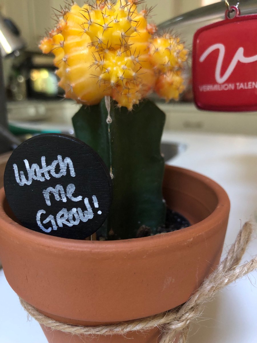 VermilionTalent's tweet photo. Nurture your career and watch it grow. #Career #resilience https://t.co/d8Zuo1xPd1