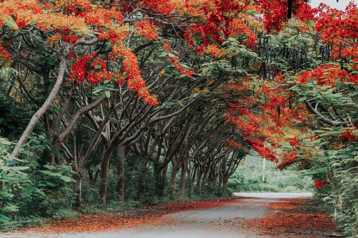 Leaves might not be changing colors in Hawaii but that doesn't mean you can't spot seasonal colors. Royal Poincianas paint the island with bright orange to satisfy the #FallVibes.
