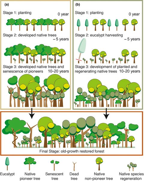 Exotic eucalypts in restoration? It can work. Find out how here: appliedecologistsblog.com/2019/11/01/exo…
#ForestRestoration
#Brazil