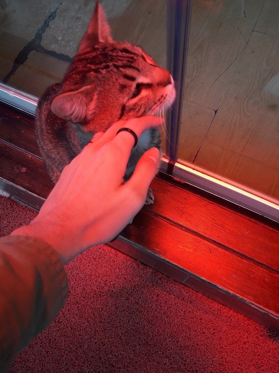 efecimrahatla's tweet photo. 🐈 https://t.co/YM8zpWTtTA