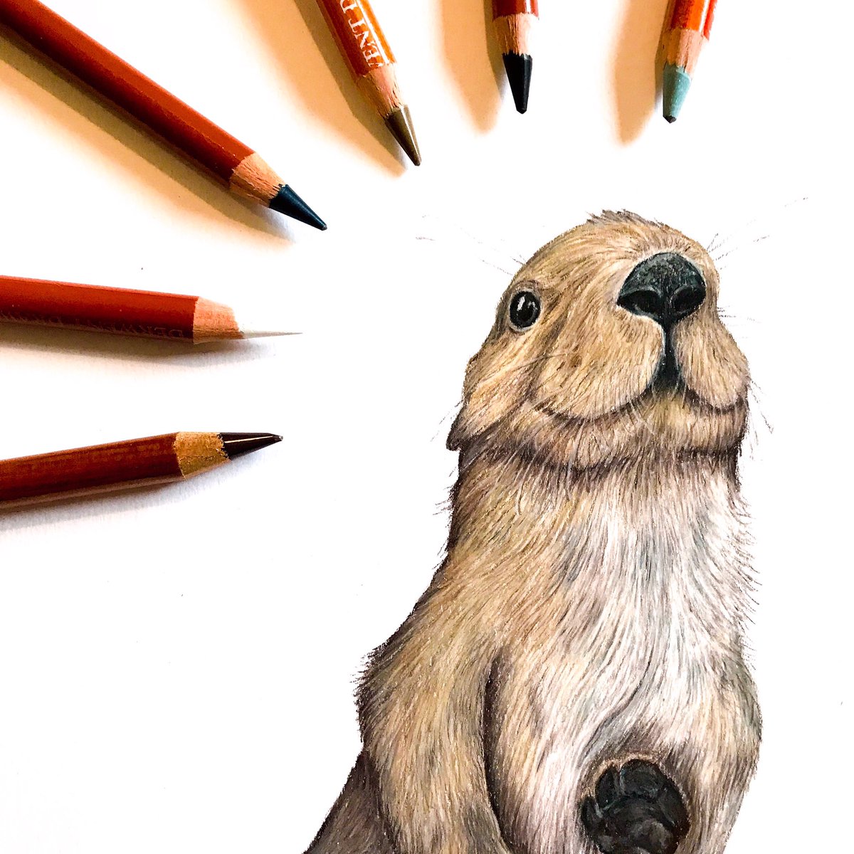 pinemartes's tweet photo. Now that #inktober is complete, I can share what I’ve been working on in my usual way pencil style! 
This underwater sea otter was designed for a little girl’s nursery! Prints will be up in my shop tomorrow!
#foxandmarten #inktobercomplete #otter #seaotter #enhydralutris https://t.co/PA65fn84EN