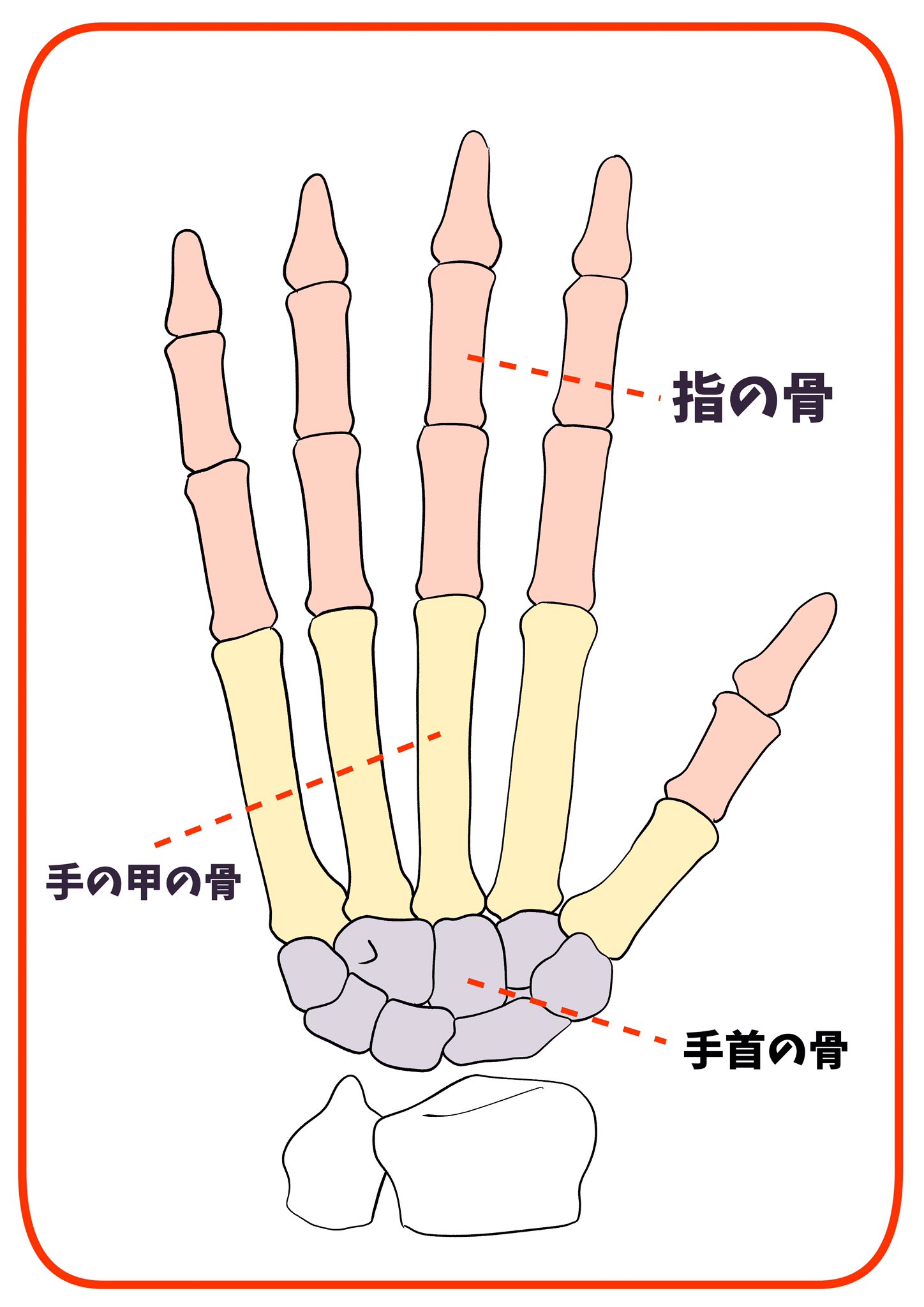 黒犬洋平 筋肉と骨格を知ろう 手の中はこんな感じで骨が入ってます 手首の付け根の手根骨 しゅこんこつ から扇状に指の骨が広がってるよ だから手を描く時は掌の中の骨も意識するといいかも クロイヌwebイラスト講座 T Co