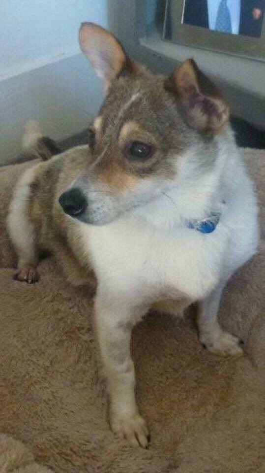 LisaLisaw1's tweet photo. #MissingFourYears #FindBonnie #MissingDog 01.11.15 #ReadingServices #Reading #Berkshire #Microchipped #ScanMe #CheckThatChip #NeverGiveUp #StopPetTheft #TheftByFinding 💔💔💔💔 https://t.co/9wBZEWjiQT