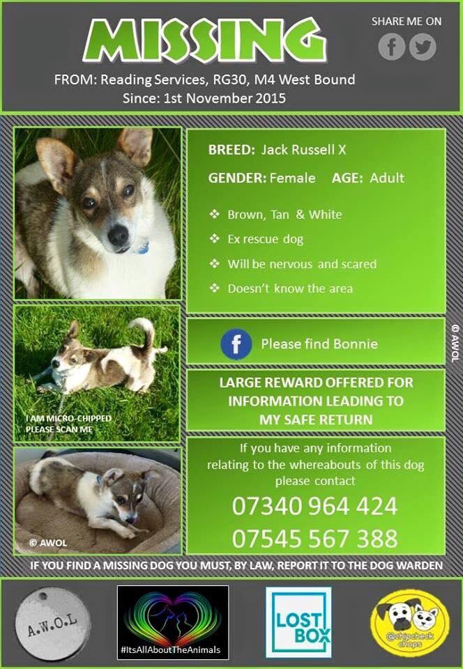 LisaLisaw1's tweet photo. #MissingFourYears #FindBonnie #MissingDog 01.11.15 #ReadingServices #Reading #Berkshire #Microchipped #ScanMe #CheckThatChip #NeverGiveUp #StopPetTheft #TheftByFinding 💔💔💔💔 https://t.co/9wBZEWjiQT