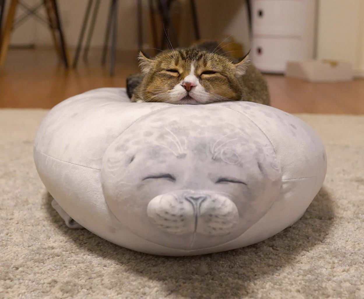 こ、これは・・・www癒されること間違いなし・アザラシのぬいぐるみの上にねこちゃん♡