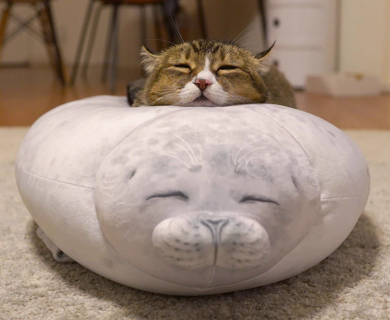 こ、これは・・・www癒されること間違いなし・アザラシのぬいぐるみの上にねこちゃん♡