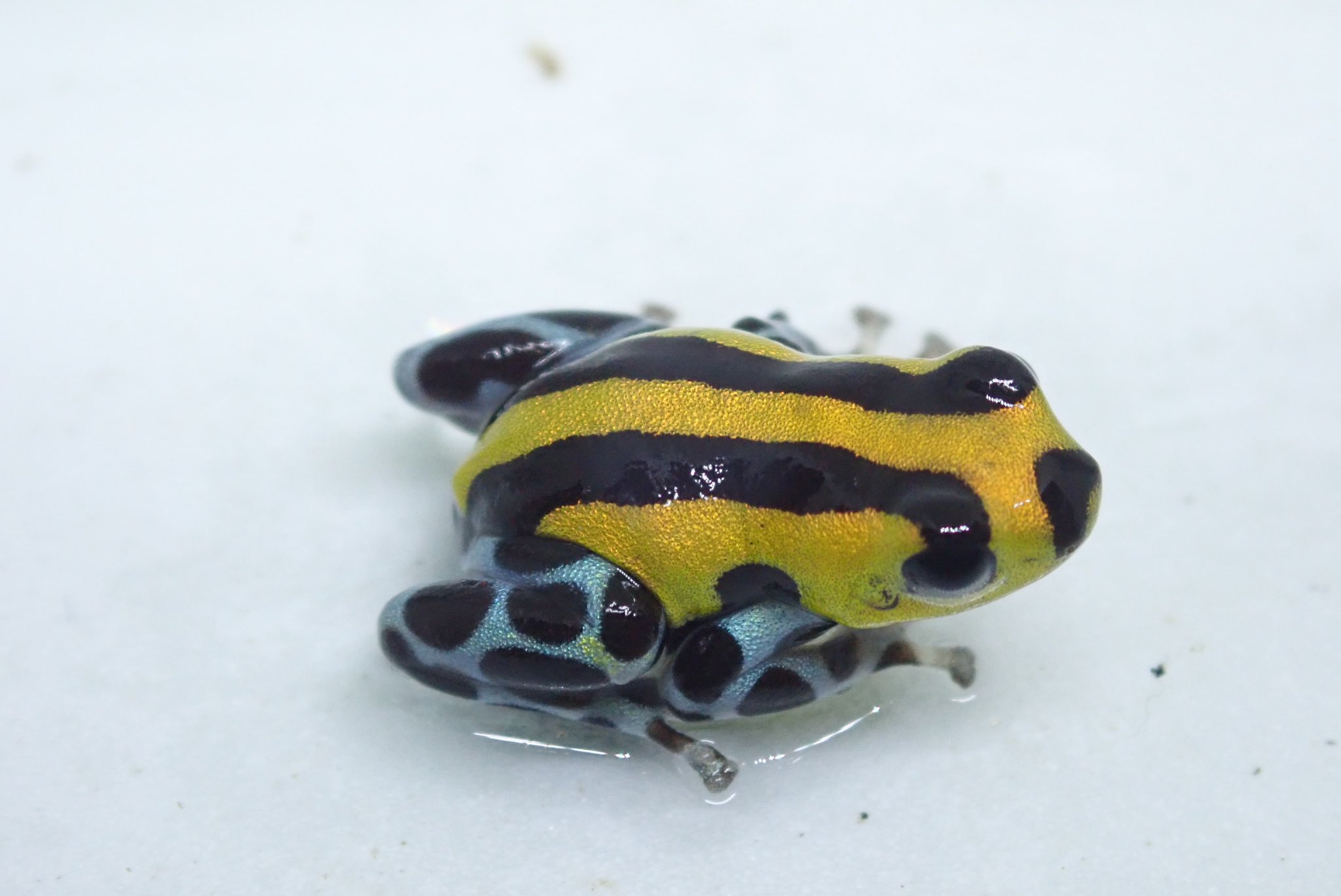 スプリングテイルズspringtails イミテーターサンタロサ これまたレアなイミテーターです チャスタみたいなやつから脚青まで色々出ます 殖やすと面白いモルフです ８匹持っていく予定です 既に鳴いたり無精卵産んだりと仕上がりはバッチリです お値段