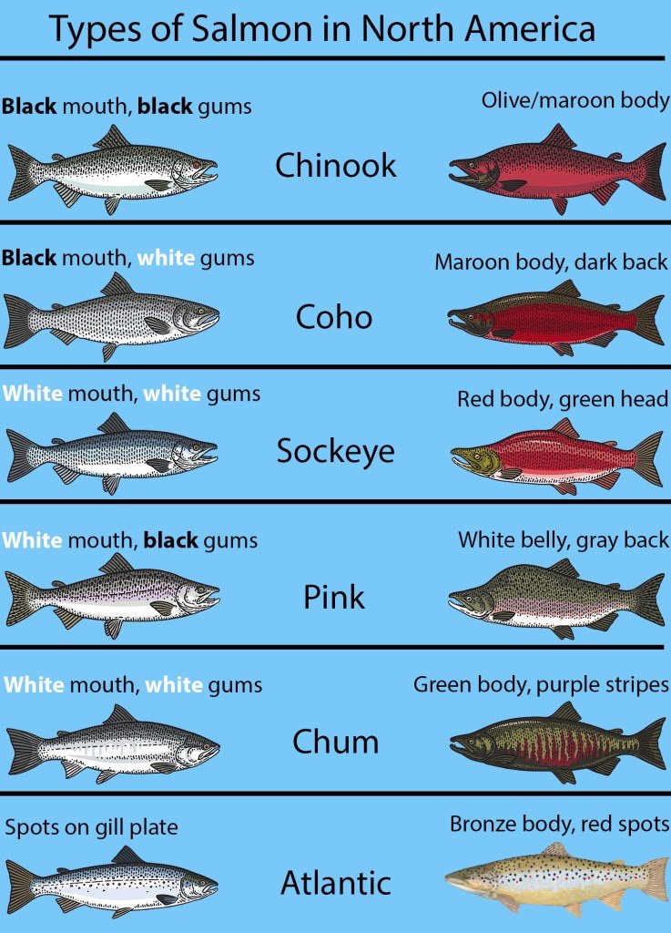 Какие рыбы лососевые
