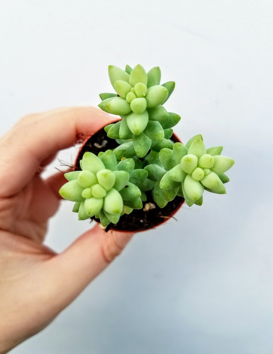 unclejdigsdirt's tweet photo. New Succulents and Cacti #inthegreenhouse at #unclejohnsplantfarm 🌿 Visit us and #shoplocal for the cutest #plants to get you through the colder #northeastohio months https://t.co/ovVDIhYGti