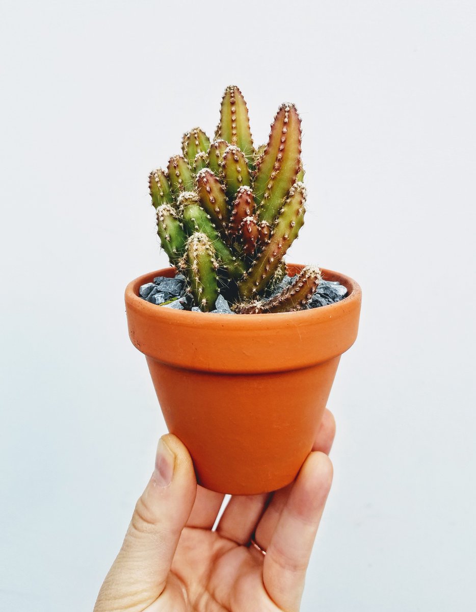 unclejdigsdirt's tweet photo. New Succulents and Cacti #inthegreenhouse at #unclejohnsplantfarm 🌿 Visit us and #shoplocal for the cutest #plants to get you through the colder #northeastohio months https://t.co/ovVDIhYGti