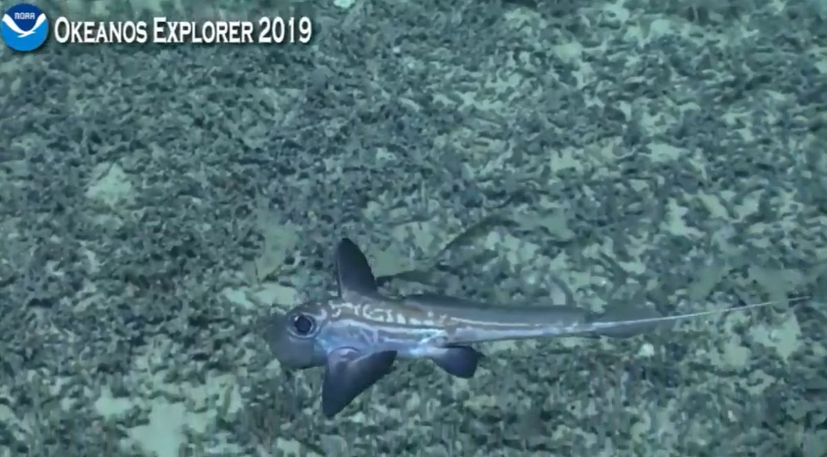 MegVeitch's tweet photo. Deep sea chase to catch cuties on the camera. Sometimes called Ghost shark or spookfish - it's the #Chimaera! Great post Halloween #deepseamonster from #Okeanos https://t.co/BVMkyDslw1