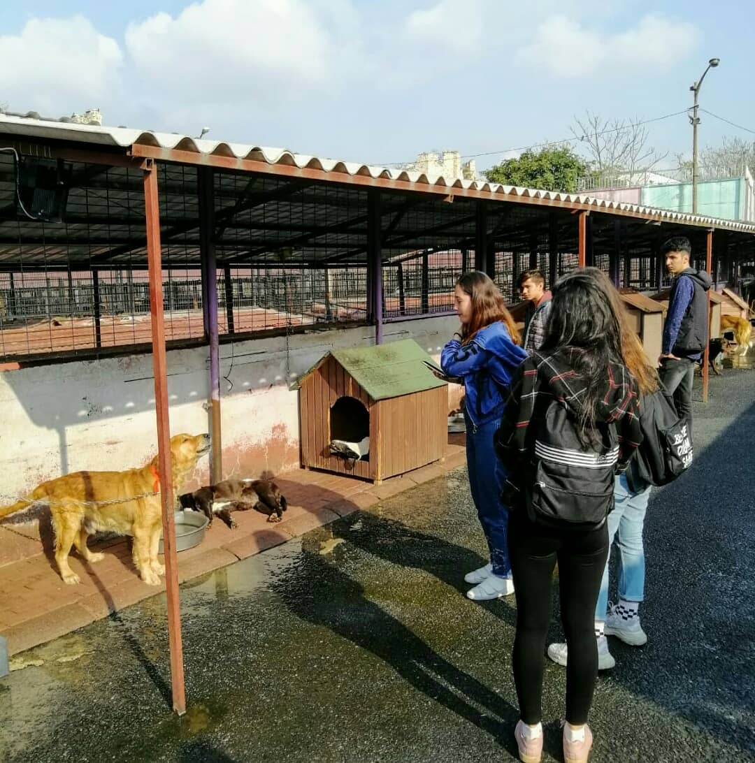 AlparslanMtal's tweet photo. 11 Büro A Ve 11 Büro B sınıfı öğrencilerimiz Sosyal Etkinlik dersi kapsamında Yedikule Hayvan Barınağı'nı ziyaret ettiler.  @ziyaselcuk @memleventyazici @mucipkina @serkangur_ist @erolcamci5234 https://t.co/ANTEVAwgsO