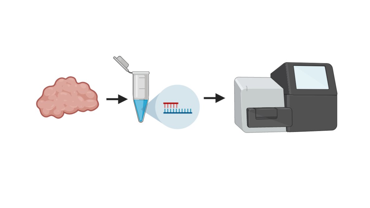 Ever wonder what is the best way to remove rRNA from low input and partially degraded samples? Researchers @BCCancer_GSC have compared rRNA depletion protocols and have published their results in <a href="/PLOSONE/">PLOS One</a>! #RNAseq #PLOSONEauthor
journals.plos.org/plosone/articl…